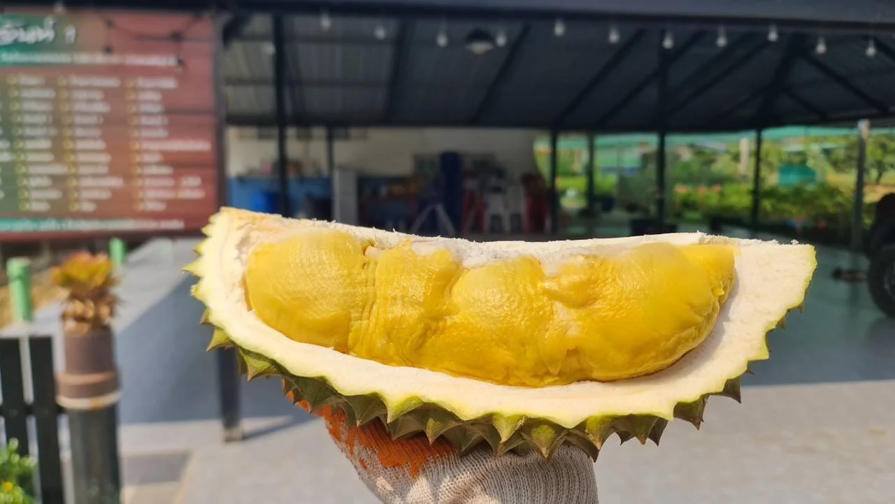 เนื้อพลอยบูรพาที่ผ่าเป็นพูและถือให้ดู
