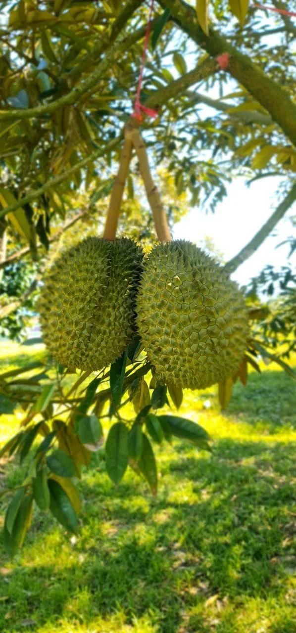 ผลพลอยบูรพาคู่หนึ่งบนกิ่งในสวน